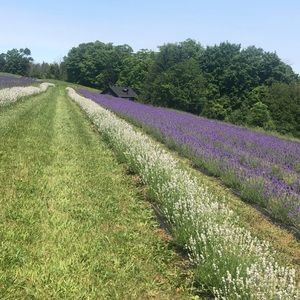 Meet your Posher, Basmah